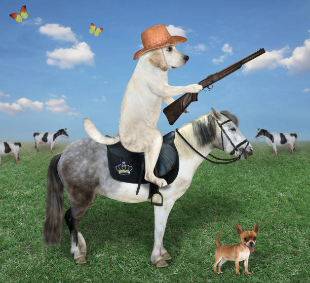 istock Dog with rifle rides gray horse 1283077332