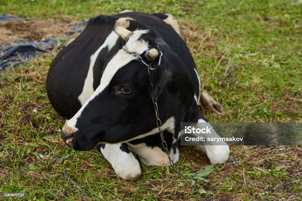 Gamar Sapi Perah Seekor Sapi Perah Yang Penasaran Berdiri Di Padang Rumputnya Sapi Perah ...