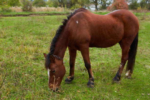 istock Beautiful horse on the green grass pasture 1283078290
