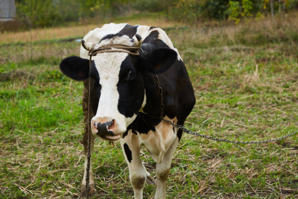 istock A curious dairy cow stands in her pasture. Dairy Cow. A curious dairy cow. 1283078298