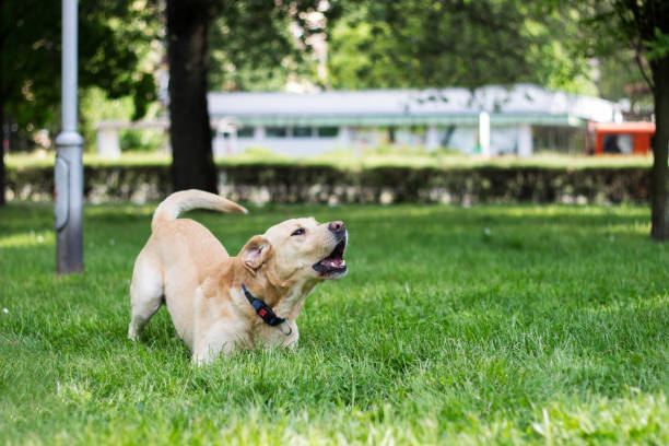 Portrait of Labrador dog barking and playing at city park stock photo