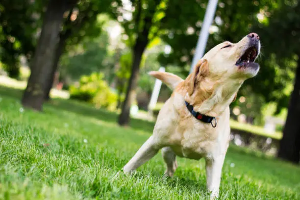 Labrador dog barking at city park.