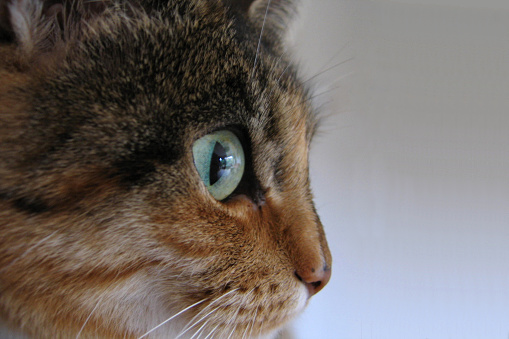 Close up of the eye of a cat from the side