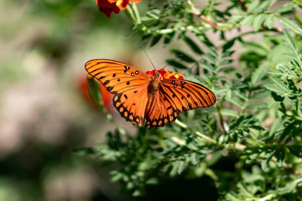 istock Gulf Fritillary Butterfly 1283079427