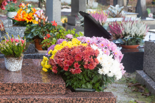 istock Chrysanthemum plants on tombstones 1283081689
