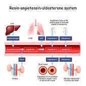 istock Renin-angiotensin-aldosterone system 1283082716