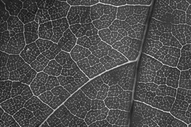 Seamless pattern of black and white leaf texture, close up picture