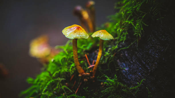 Fanstastic Fungi Macro image of two brightly coloured yellow and red mushrooms that are growing off of a branch of a tree that is covered in moss. fungus network stock pictures, royalty-free photos & images