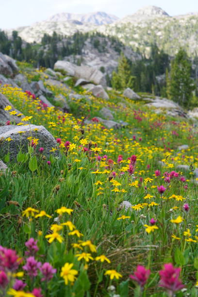 モンタナワイルドフラワーズ - montana mountain lupine meadow ストックフォトと画像