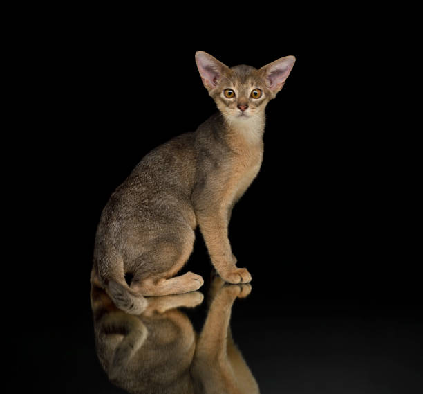 istock Cute Abyssinian cat sitting on a black mirror 1283084968