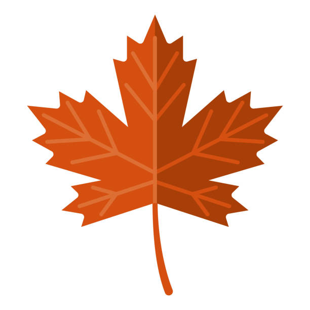 투명 한 배경에 가을 잎 아이콘 - maple leaf leaf autumn single object stock illustrations