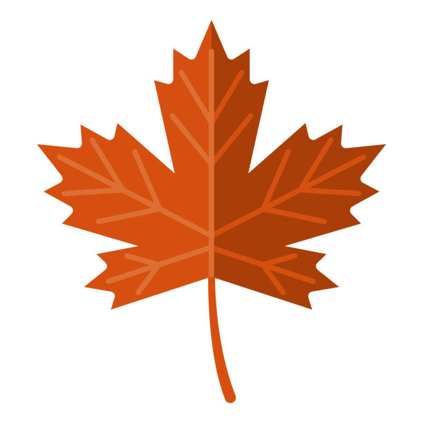 осенняя значок листа на прозрачном фоне - maple leaf leaf autumn single object stock illustrations