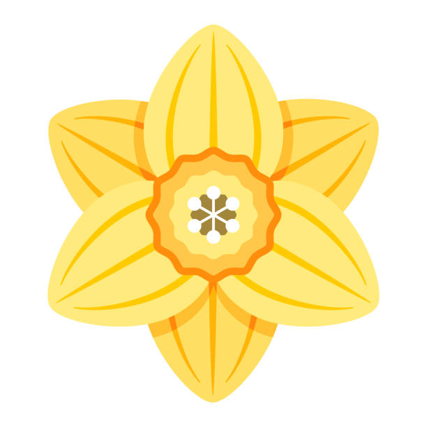 ilustraciones, imágenes clip art, dibujos animados e iconos de stock de icono de narciso sobre fondo transparente - yellow easter daffodil religious celebration