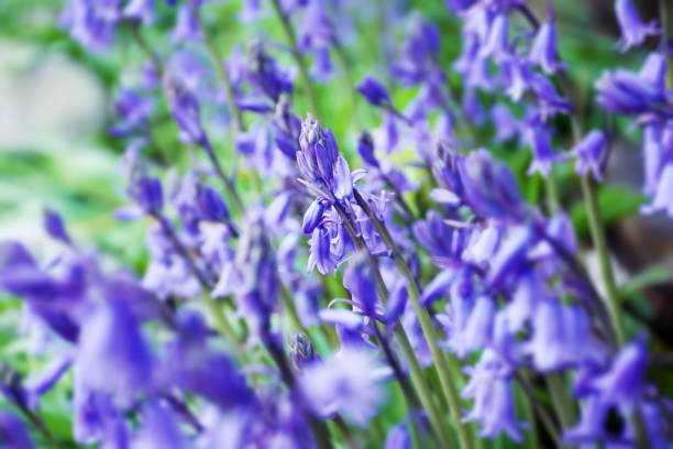 kwiat dzwonka - wildflower lush foliage outdoors campanula zdjęcia i obrazy z banku zdjęć