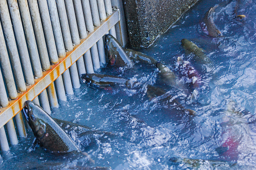 Salmon make their way up the fish ladders in the hatchery. Obstacles along the way seem to thwart their movement. Natural instinct drives the fish forward.