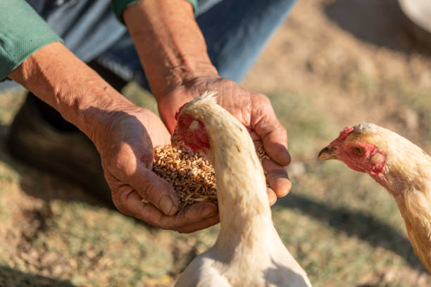 istock Old man feeding hens with his wheat filled hand 1283087656