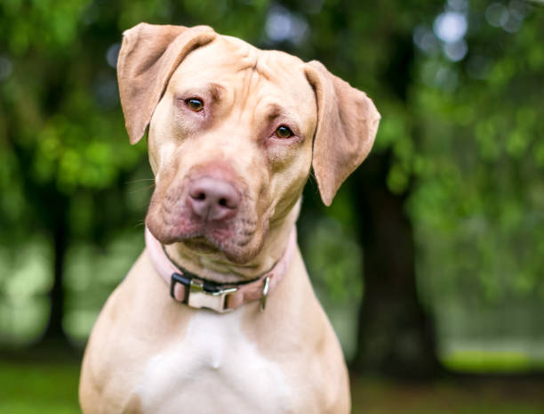 istock A Retriever x Hound mixed breed dog with a head tilt 1283088533