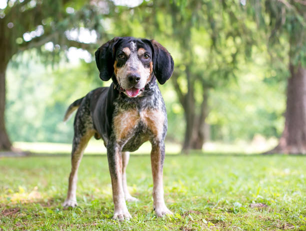 A Bluetick Coonhound dog standing outdoors stock photo