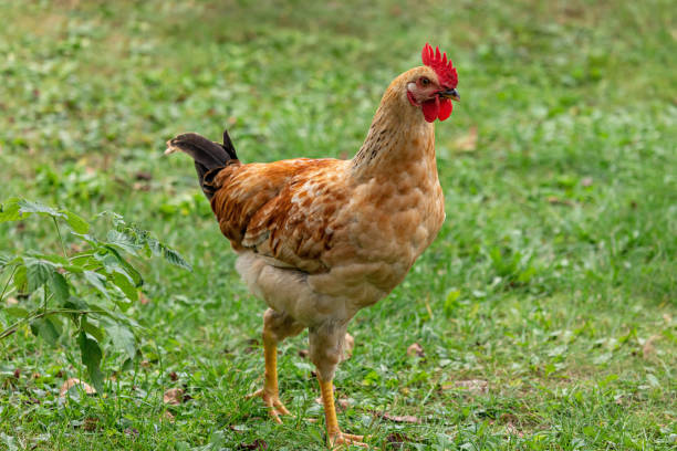 istock Free range chicken on a traditional poultry farm 1283090520