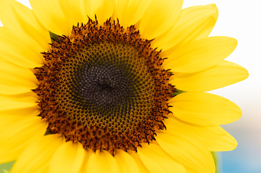 Close-up Sunflower background