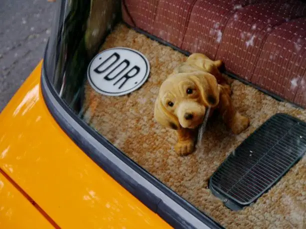 Wobbly dachshund on the back seat in the GDR car