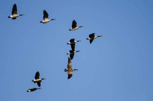 istock Flock of Canada Geese Flying in a Blue Sky 1283092292