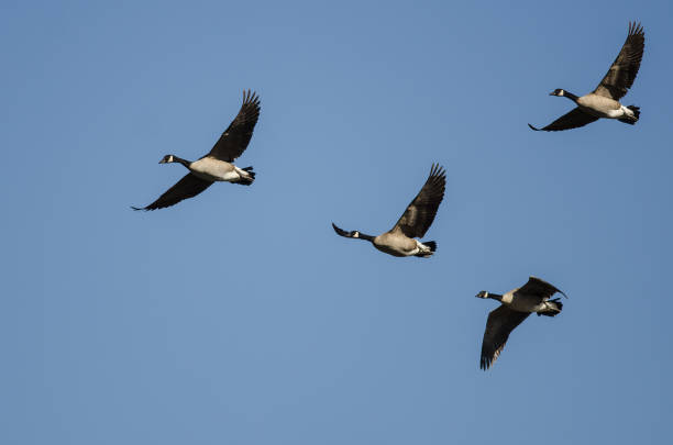 istock Flock of Canada Geese Flying in a Blue Sky 1283092295