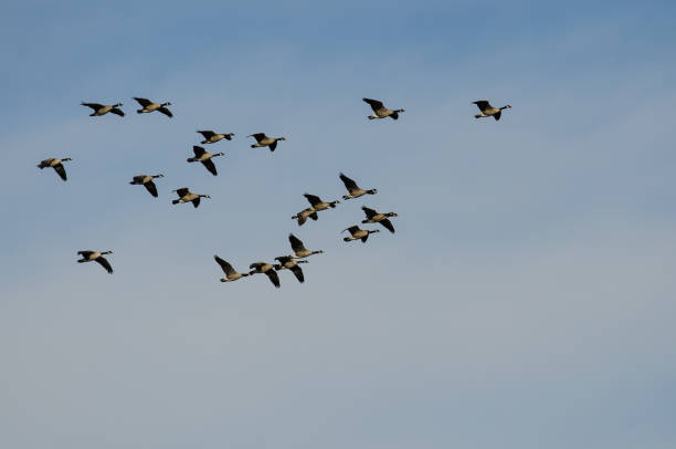 istock Flock of Canada Geese Flying in a Blue Sky 1283092301
