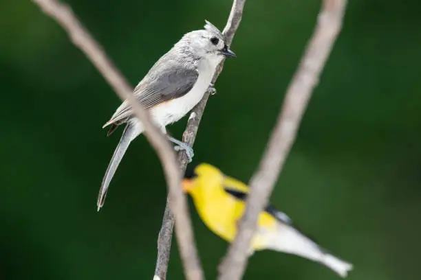 Curious Tufted Titmouse, Perched  with a Goldfinch on a Slender Tree Branch
