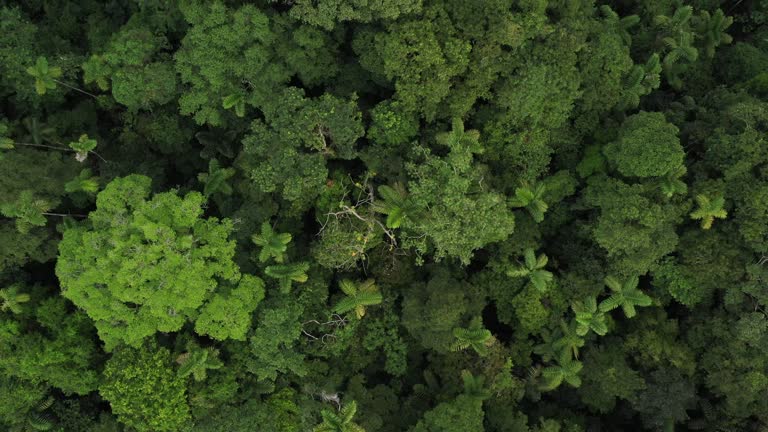 An aerial view of a so called brocceli field showing the various tree species and palm trees from the tropical rainforest