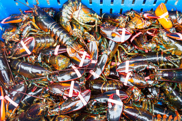 istock A blue bin full of live Maine lobsters 1283094363
