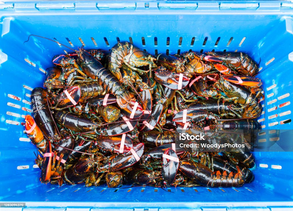 Overhead view of a bin of fresh caught live Maine lobsters View from above looking down into a blue bin of fresh caught live Maine lobsters ready to be cooked in a restaurant. Maine Stock Photo
