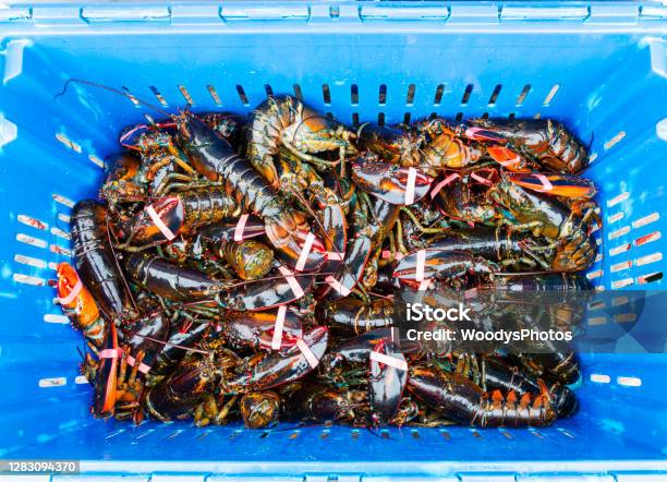 Overhead View Of A Bin Of Fresh Caught Live Maine Lobsters Stock Photo - Download Image Now