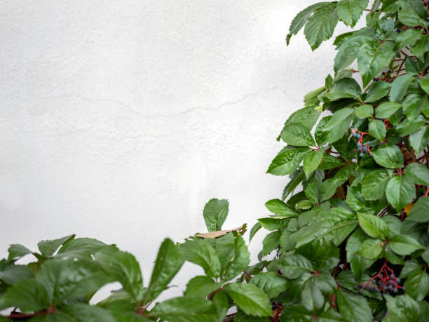 Creeper plant background growing on wall.