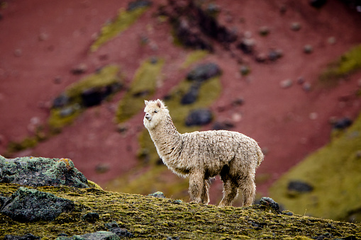 Alpacas in Peruvian Andes.