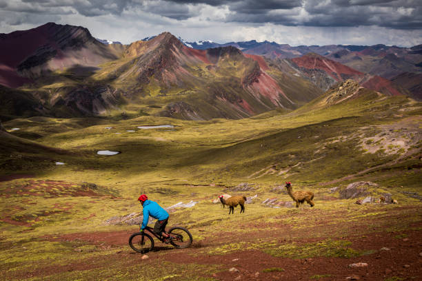 Mountain bikers riding by llamas in foothills of Peruvian Andes. Mountain biker riding through Peruvian Andes.  Ausangate bike packing trip, Peru. peru travel stock pictures, royalty-free photos & images