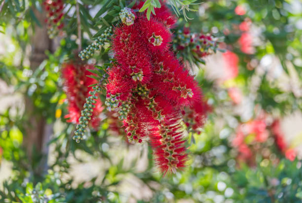 istock Red Bottle Brush flowers 1283096658