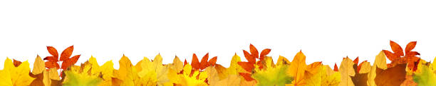 istock Colorful bright leaves isolated on white background in a frame 1283097391