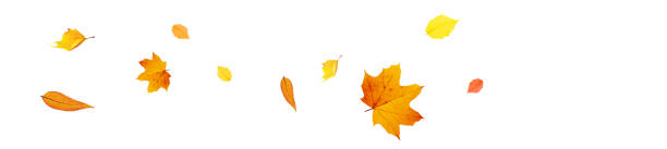 istock Colorful bright leaves isolated on white background 1283097579