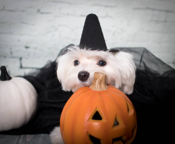 istock Maltese Dog Dressed in a Halloween Costume 1283098101