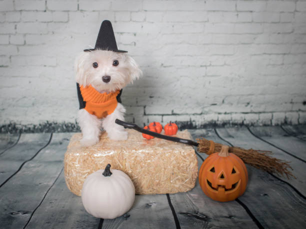 istock Maltese Dog Dressed in a Halloween Costume 1283098146