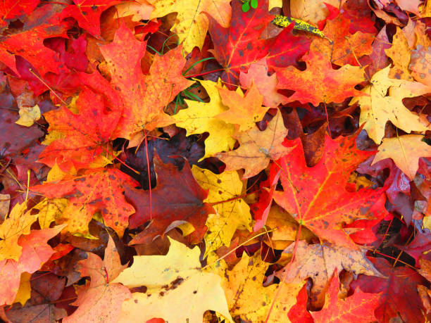 istock Colorful Orange and Yellow Leaves Background 1283099000