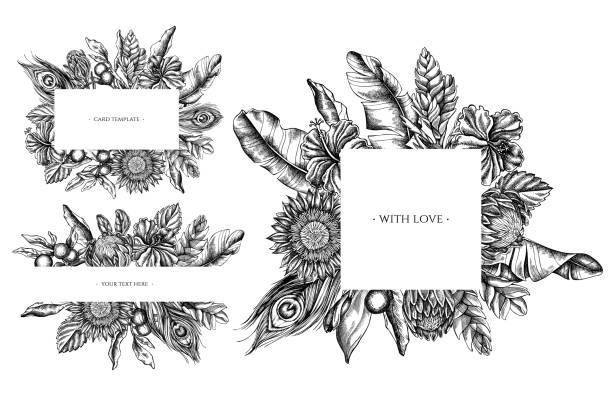 ilustraciones, imágenes clip art, dibujos animados e iconos de stock de marcos florales con hojas de palma de plátano blanco y negro, hibisco, solanum, bromelias, plumas de pavo real, protea - peacock feather outline black and white