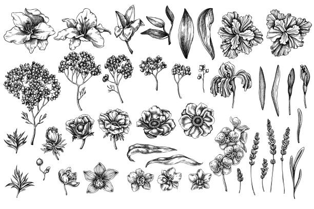 vektor-set von hand gezeichnet schwarz und weiß anemone, lavendel, rosmarin ewig, phalaenopsis, lilie, iris - moth orchid stock-grafiken, -clipart, -cartoons und -symbole