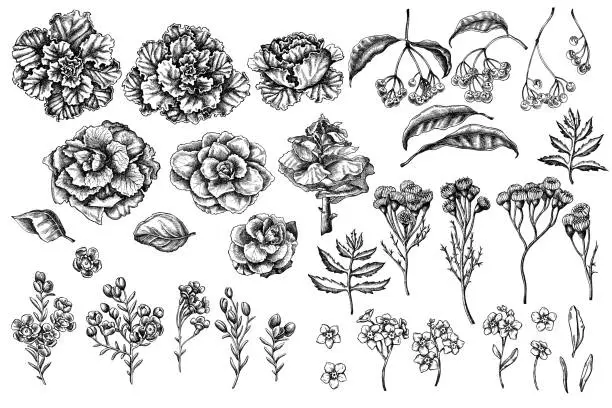 Vector illustration of Vector set of hand drawn black and white wax flower, forget me not flower, tansy, ardisia, brassica, decorative cabbage