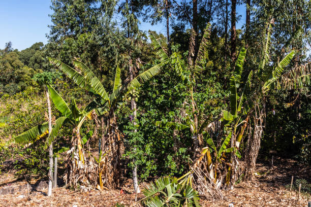 Agroforestry system with banana and papaya fruit plants; commercial trees such as eucalyptus and native species of the Atlantic Forest, in Brazil Agroforestry system with banana and papaya fruit plants; commercial trees such as eucalyptus and native species of the Atlantic Forest, in Brazil agroforestry stock pictures, royalty-free photos & images