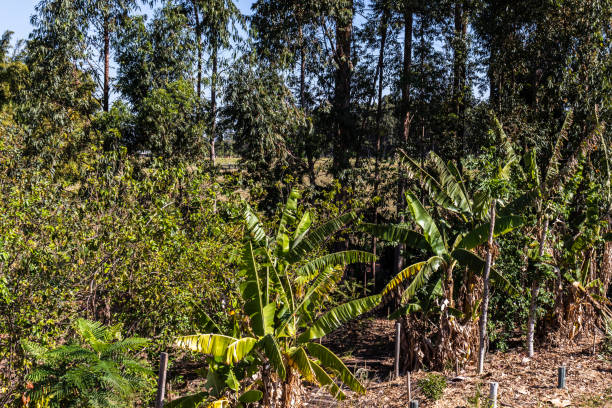 sistema agroforestal con plantas de frutas de plátano y papaya; árboles comerciales como el eucalipto y las especies nativas de la selva atlántica, en brasil - banana plantation green tree fotografías e imágenes de stock