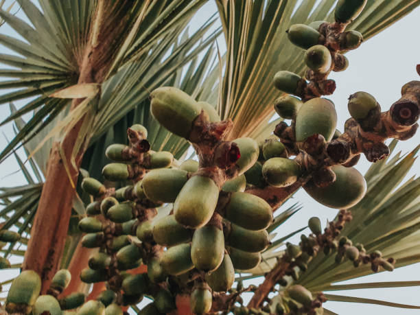 istock palm fruits.  Tropical island.  Palm 1283107609
