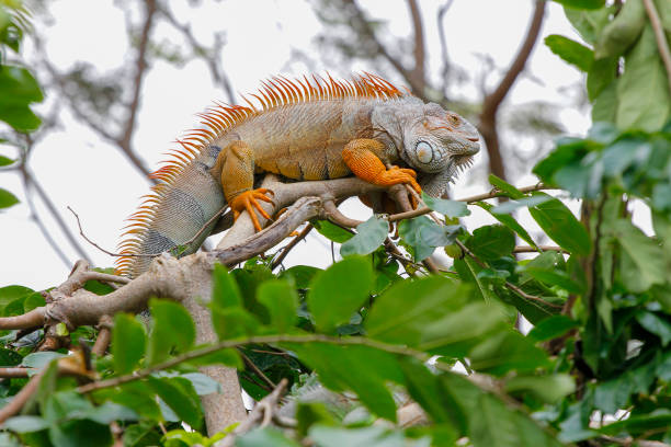 istock close up Iguana on tree in nature at thailand 1283108353