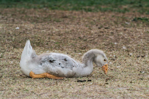 istock Duck eating grass on ground in garden 1283108357